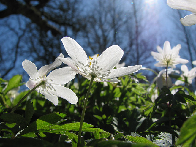 Nära naturen på förskola i Järvastaden Nära naturen på förskola i Järvastaden